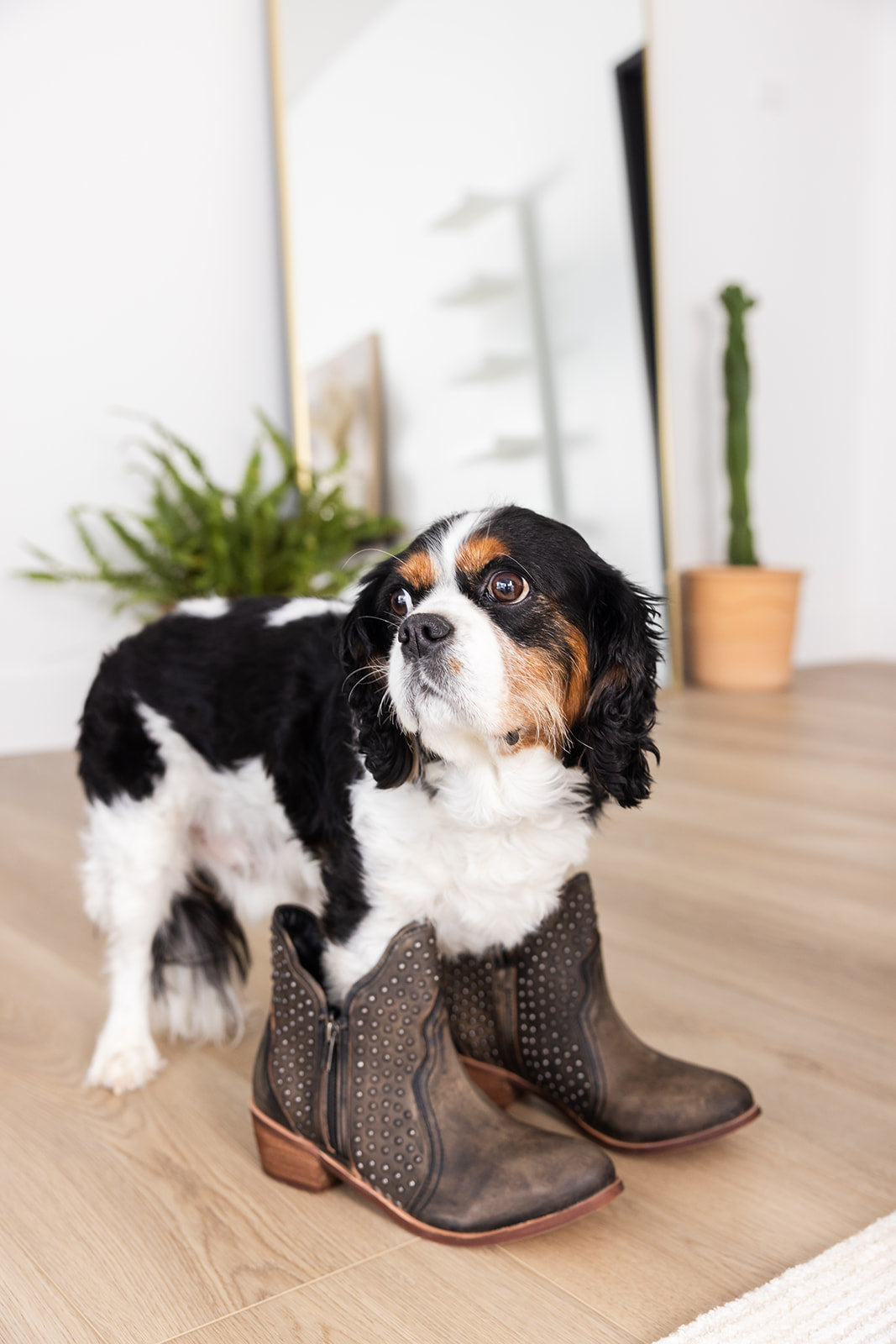 Naughty Monkey Nailed It Ankle Boot in Black